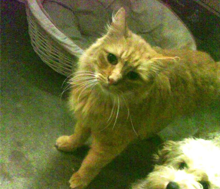 跨界狂澜，灰熊铁血启示录与武切维奇的国际赛场霸权