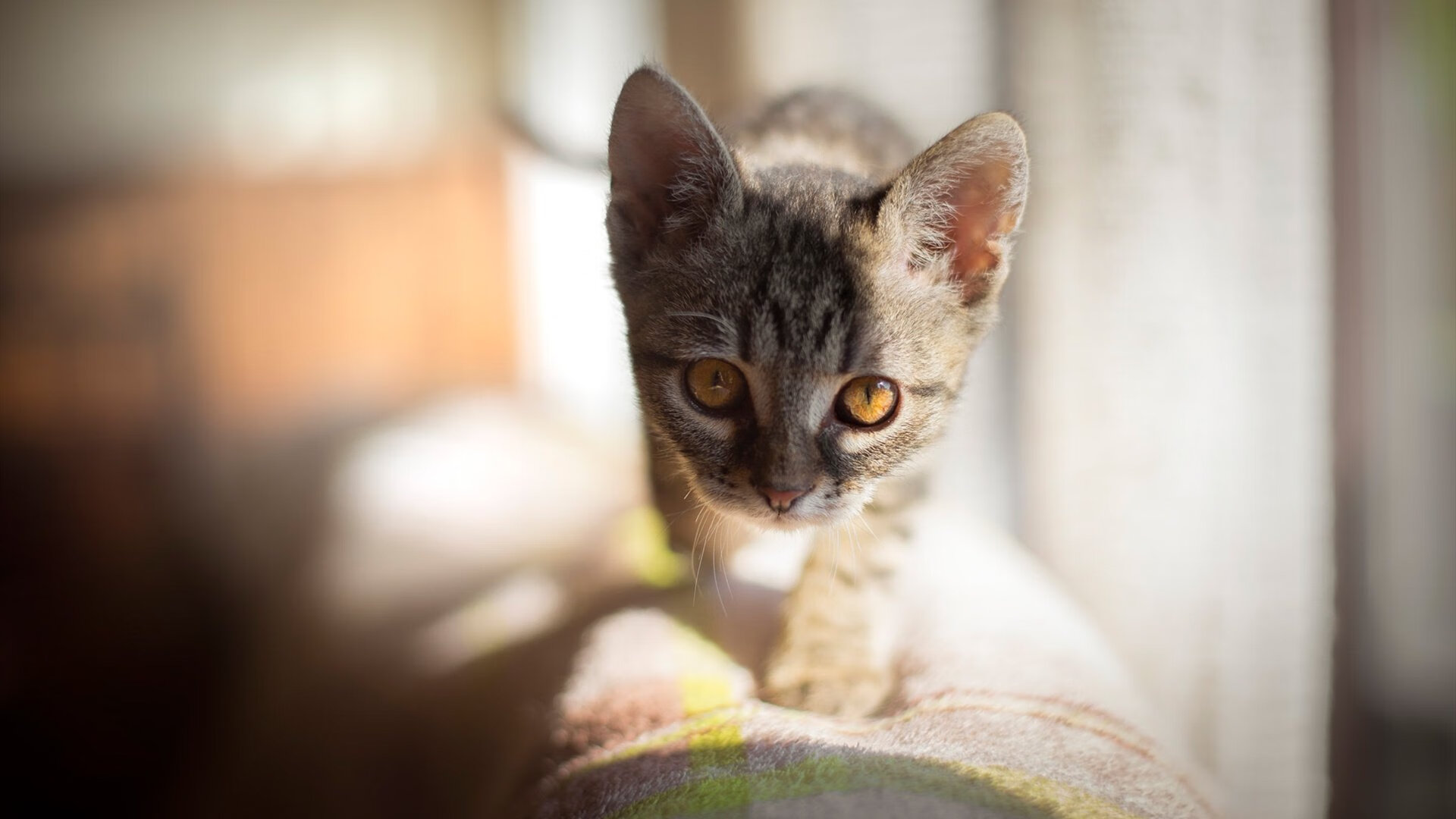 突尼斯强势晋级中国杯,马丁内利成关键先生,非洲新星的东方崛起